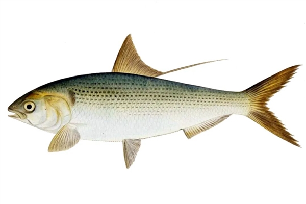 它被网友称为“最歹毒的鱼” 营养师却建议多吃