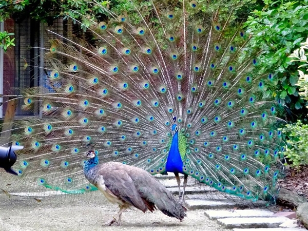 为什么家禽会产下未受精的蛋 这种浪费行为真的符合天理吗