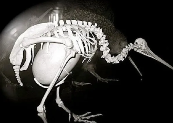 为什么家禽会产下未受精的蛋 这种浪费行为真的符合天理吗