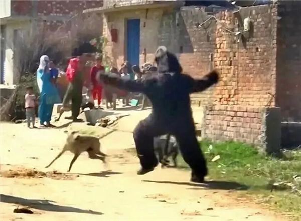 印度猴子偷土豆偷疯了 农民无奈玩起黑熊Cosplay