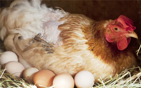 为什么家禽会产下未受精的蛋 这种浪费行为真的符合天理吗