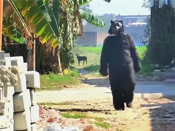 印度猴子偷土豆偷疯了 农民无奈玩起黑熊Cosplay