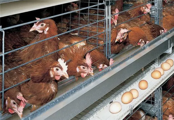 为什么家禽会产下未受精的蛋 这种浪费行为真的符合天理吗