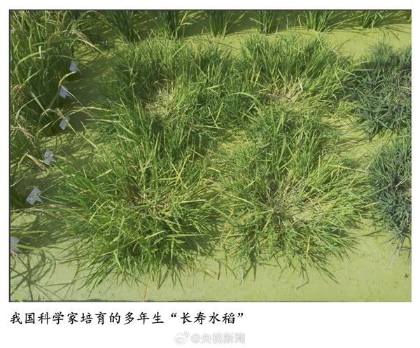 种一次能连续收割！我国科学家培育出多年生“长寿水稻”