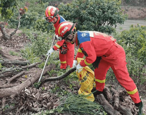 渗人：广西三条蟒蛇缠绕在一起 一个袋子都装不下