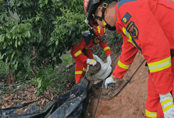 渗人：广西三条蟒蛇缠绕在一起 一个袋子都装不下