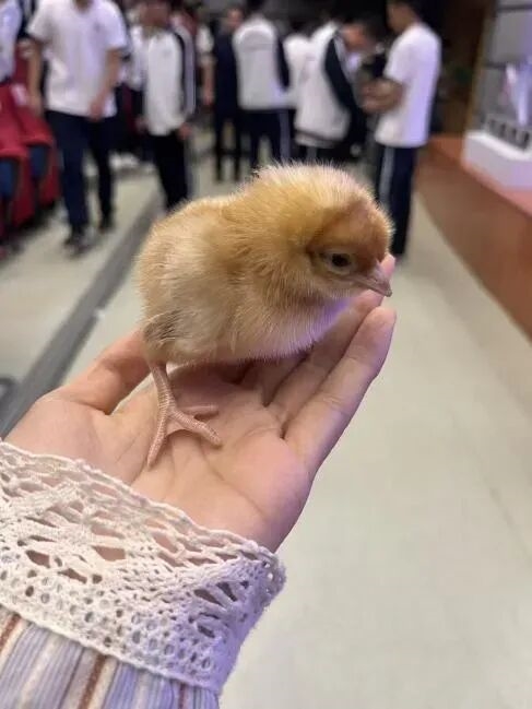 从国外垄断到全球领先 中国蛋鸡逆袭了