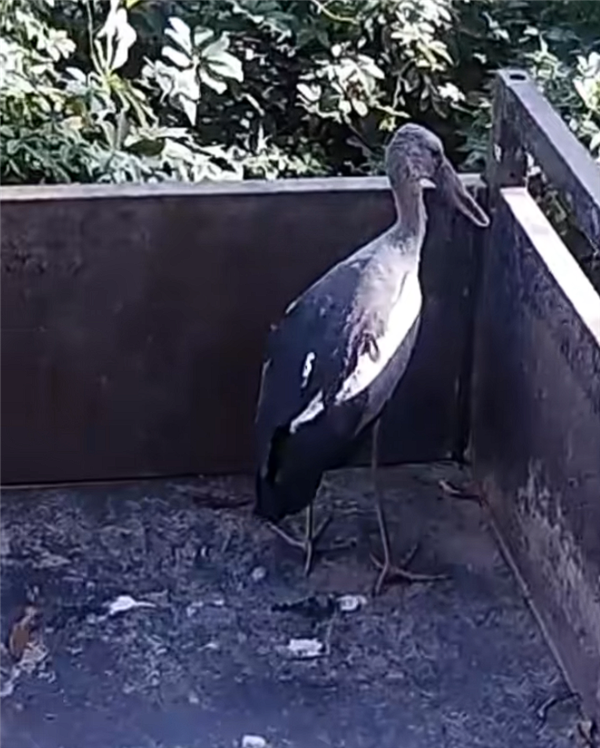 大鸟受伤被民众救助 以为是普通野鸟：一查竟是比熊猫还罕见的“国宝”