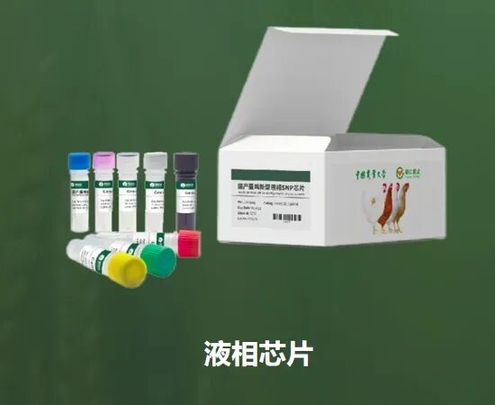 从国外垄断到全球领先 中国蛋鸡逆袭了