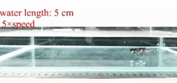 国防科大造了个纸片机器人，登上Nature子刊