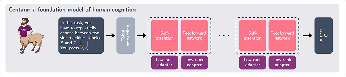 Centaur was built by adapting a state-of-the-art language model with low-rank modules and then training it on the Psych-101 dataset to model human cognitive behavior.. Source - 