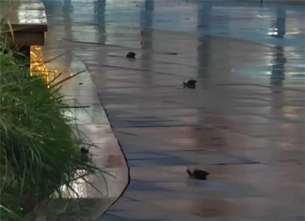 广东暴雨后巨型蜗牛泛滥 专家提醒：携带寄生虫