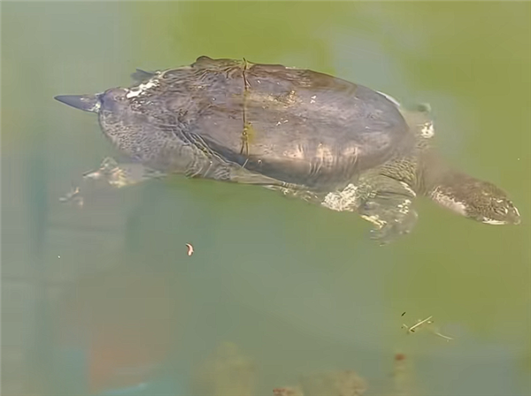 世界上最孤独的动物！中国唯一一只斑鳖“苏苏”现身：已有100多岁
