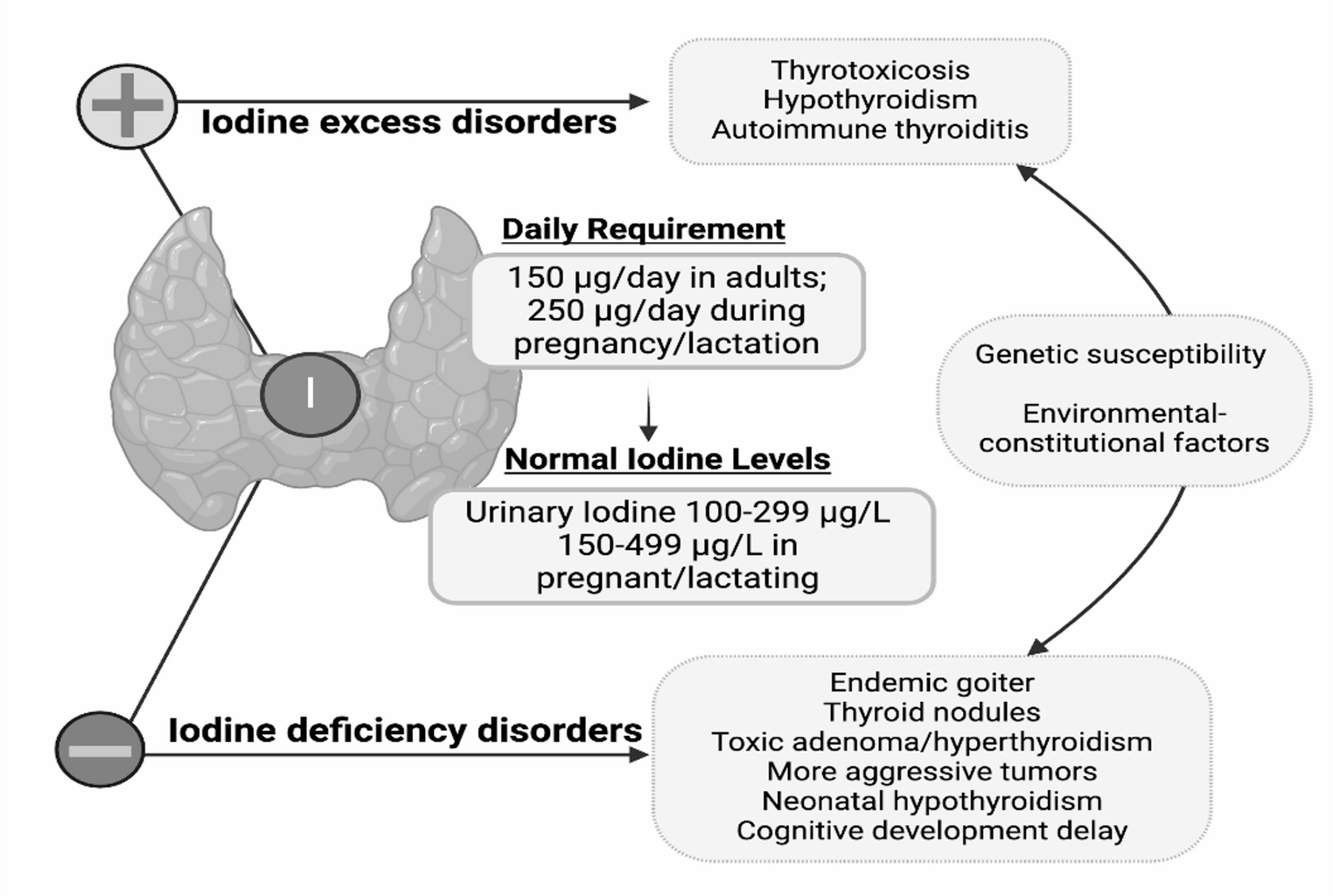 The U-shaped relationship between iodine intake and thyroid disorders. Both iodine deficiency and excess are associated with impaired thyroid function. Inadequate intake leads to goiter, nodular disease, and hypothyroidism, while excessive intake may precipitate hyperthyroidism or autoimmune thyroiditis in genetically susceptible individuals. Optimal iodine intake, 150 µg/day in adults and 250 µg/day during pregnancy and lactation, corresponds to urinary iodine concentrations of 100–299 µg/L and 150–499 µg/L, respectively