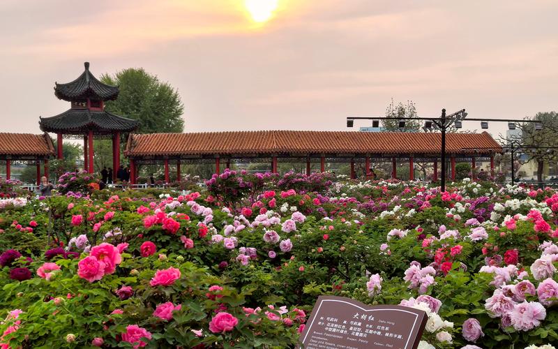 ▲4月10日，菏泽百花园，中国传统牡丹品种大胡红牡丹盛放。图/菏泽市委宣传部