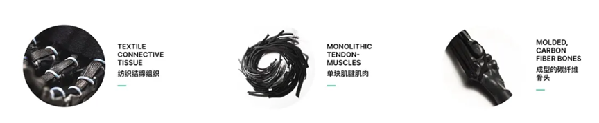 （来源：Clone Robotics）