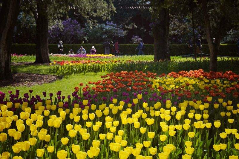 4月11日，中山公园，郁金香已全面进入盛花期。新京报记者 薛珺 摄