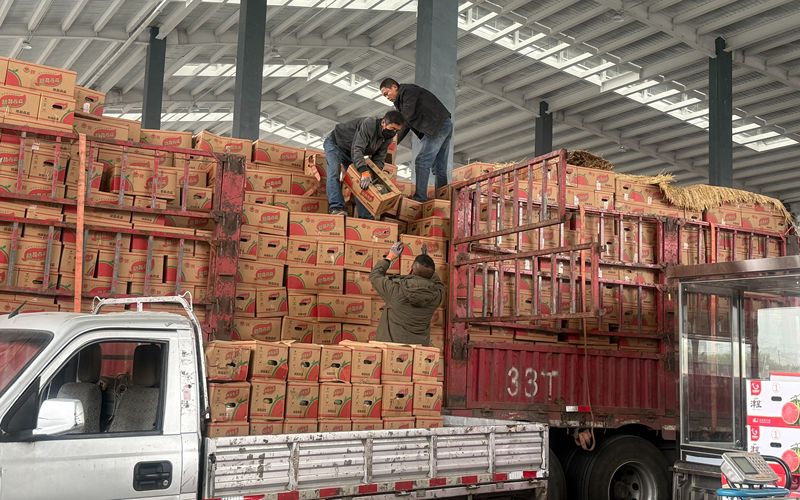 商户在新发地水果交易大棚内装卸西瓜，如今车辆可直接开进大棚。新京报记者 陈琳 摄