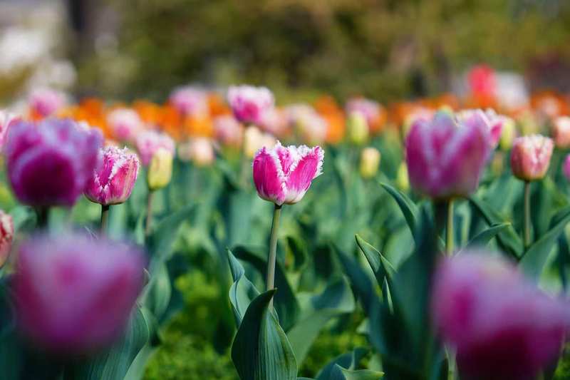 [夏威夷]郁金香。国家植物园供图