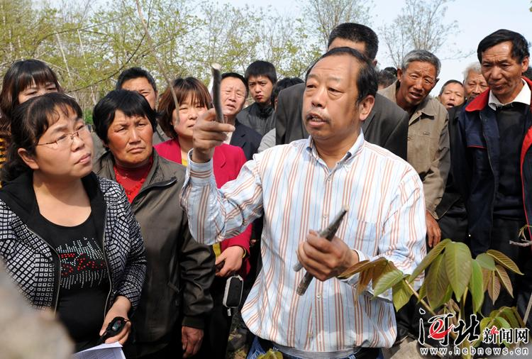 2012年4月13日，李保国教授在临城县为农民讲解薄皮核桃高接换优技术要领。河北新闻网记者 赵永辉 摄