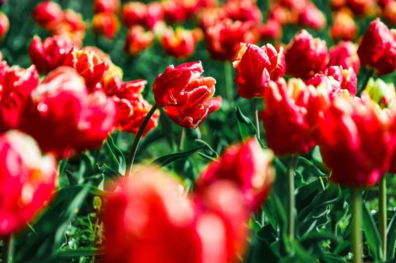 [杰伊鹦鹉]郁金香。国家植物园供图