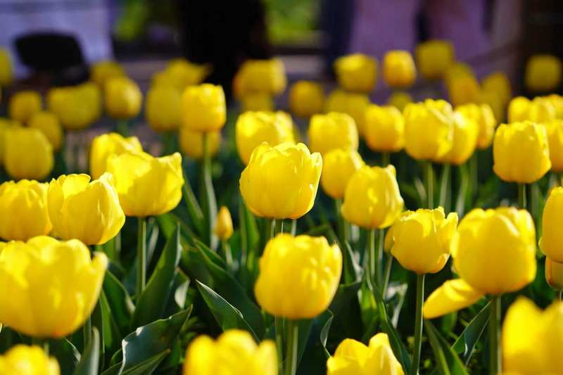 [小提琴]郁金香。国家植物园供图