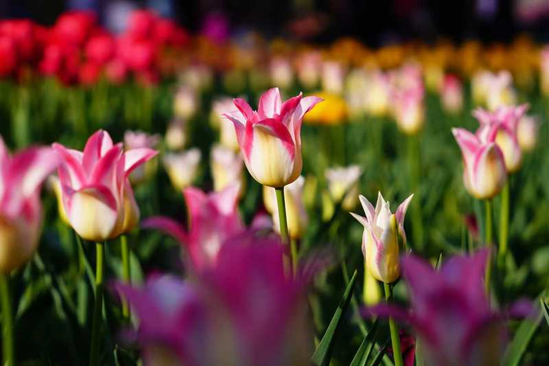 [拉拉队]郁金香。国家植物园供图