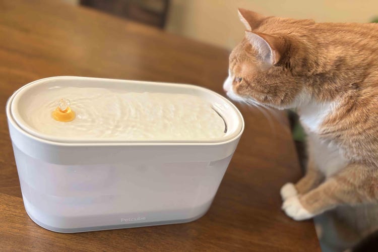 An orange cat inspects Petcube's smart fountain on a wood table.