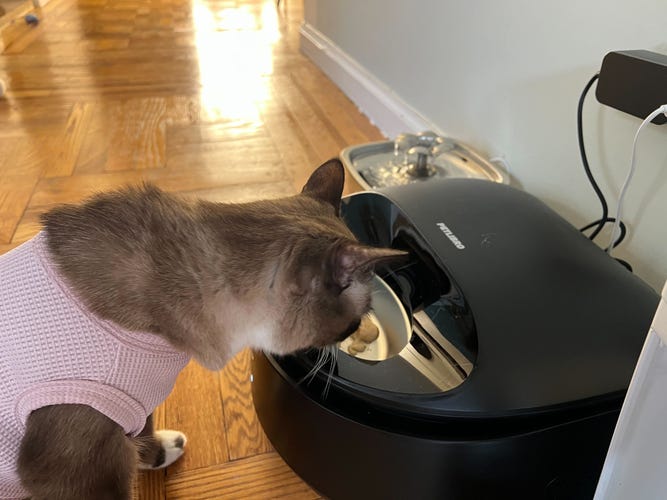 A Cant inspects food in the Petlibro wet feeder.