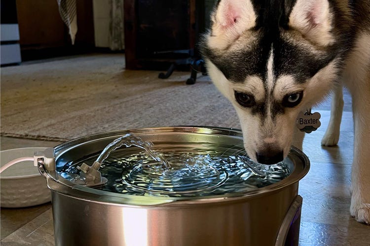 A dog drinks from a large steel PawPik's water bowl.