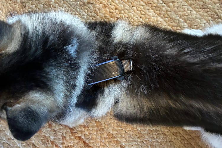 A dog wearing the Tractive collar on the back of its neck.