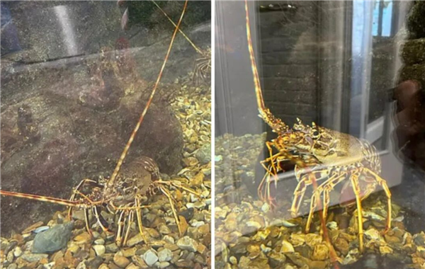 英国白左大妈强行冲进餐厅放生龙虾：被告上法庭获缓刑