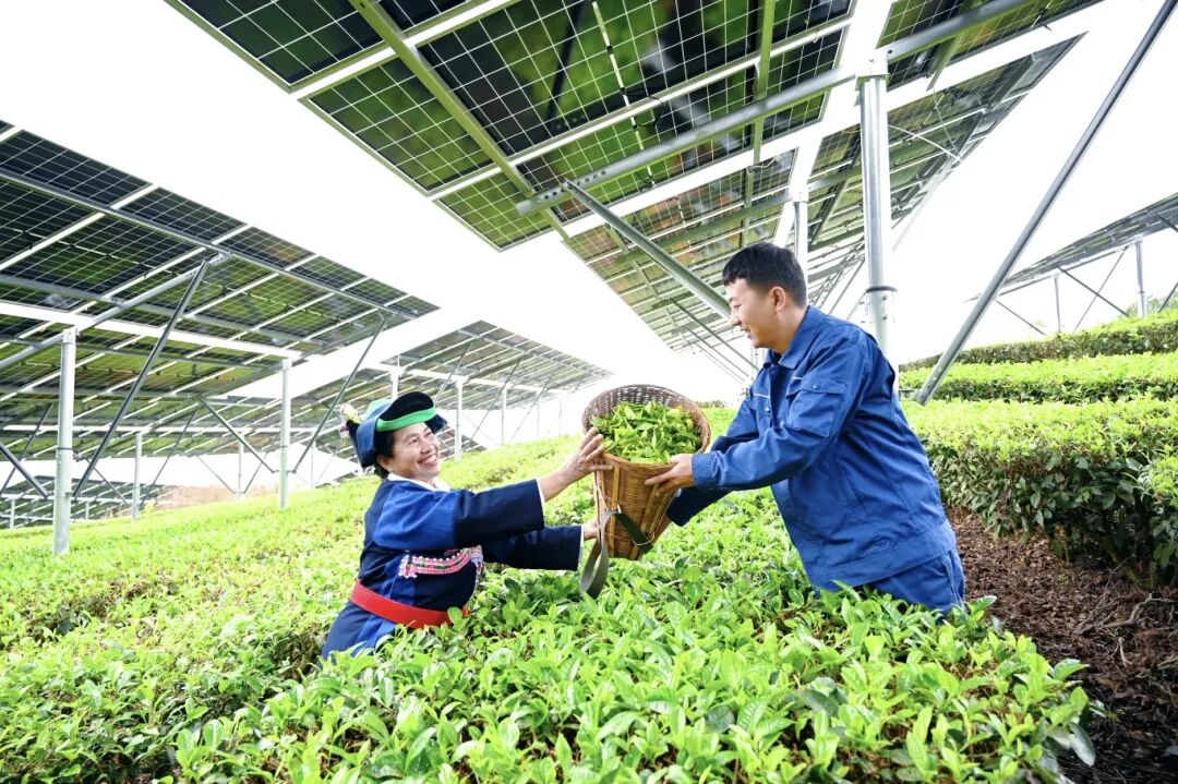 采春茶+云南墨江龙坝205兆瓦茶光互补电站+拍摄：满俊杰 (4).JPG