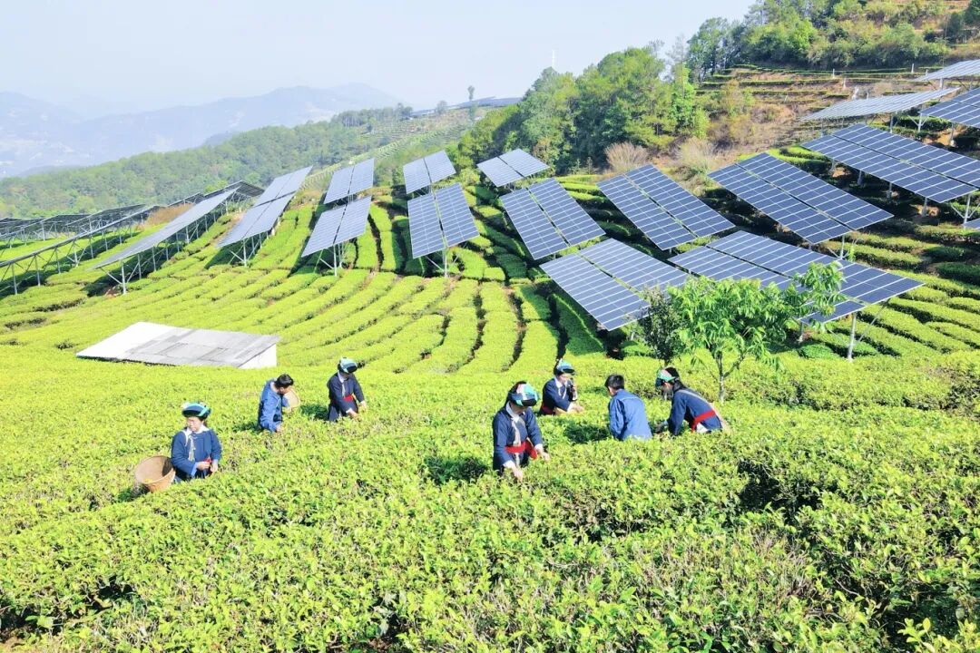 采春茶+云南墨江龙坝205兆瓦茶光互补电站+拍摄：满俊杰 (3).JPG