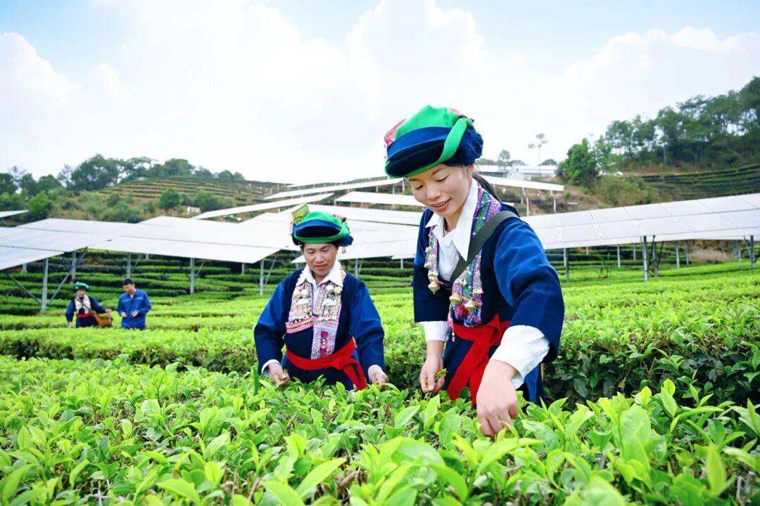 采春茶+云南墨江龙坝205兆瓦茶光互补电站+拍摄：满俊杰 (1).JPG