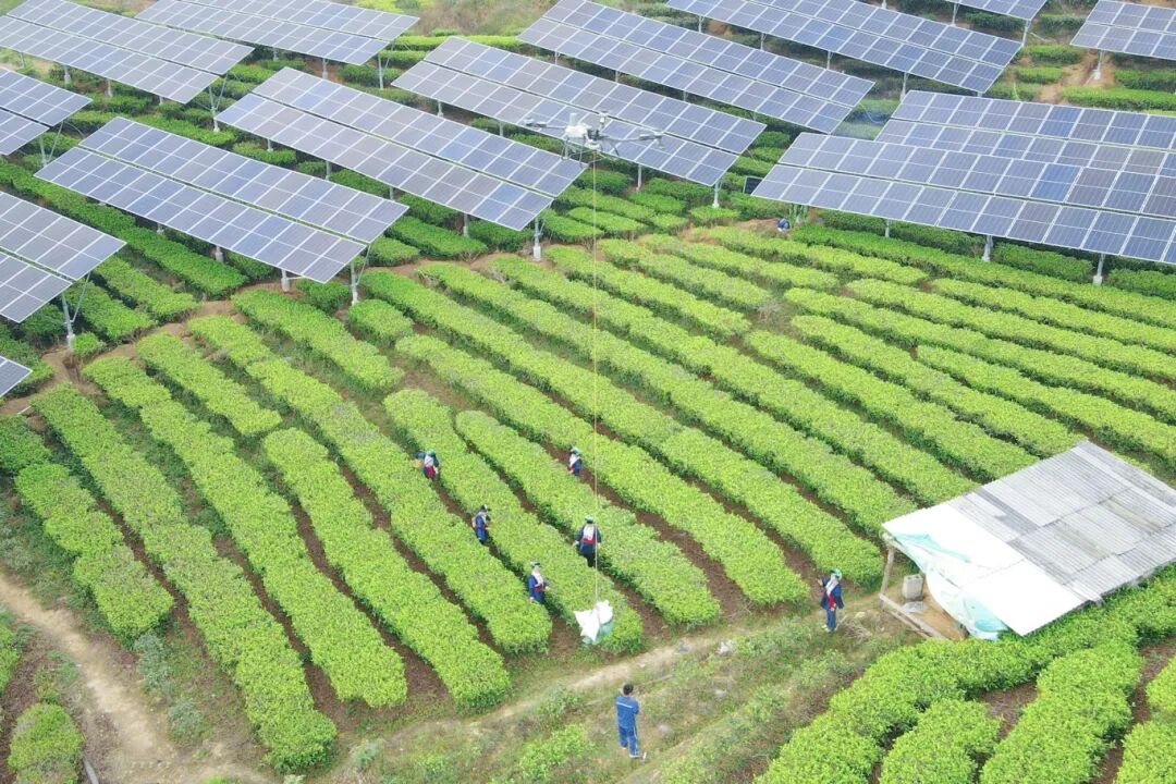 无人机运输茶叶+云南墨江龙坝205兆瓦茶光互补电站+拍摄：满俊杰 (5).JPG
