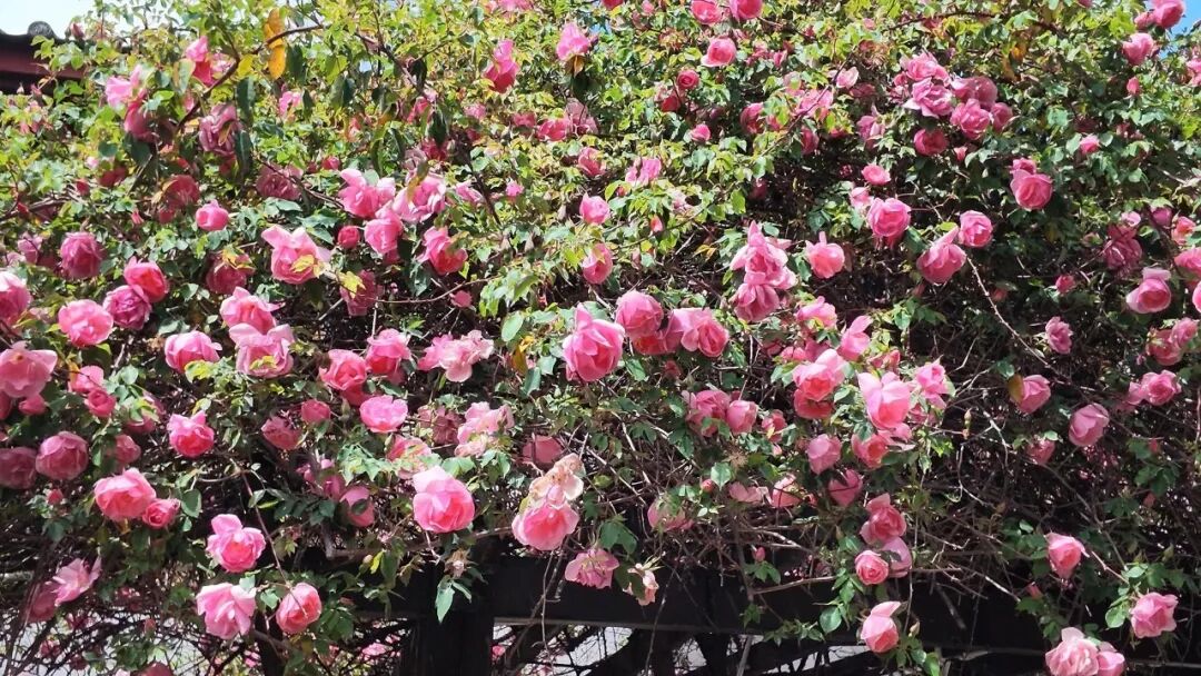 DJI Osmo Pocket 4评测：全新1英寸传感器，体验再升级的口袋云台相机