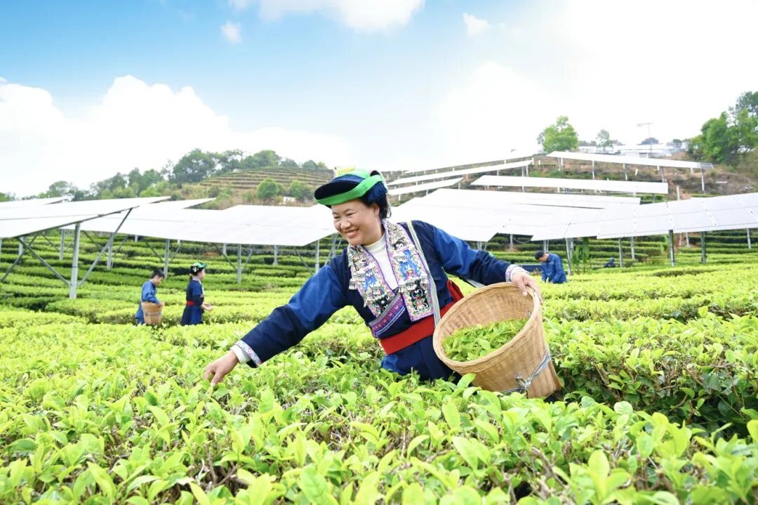 采春茶+云南墨江龙坝205兆瓦茶光互补电站+拍摄：满俊杰 (6).JPG