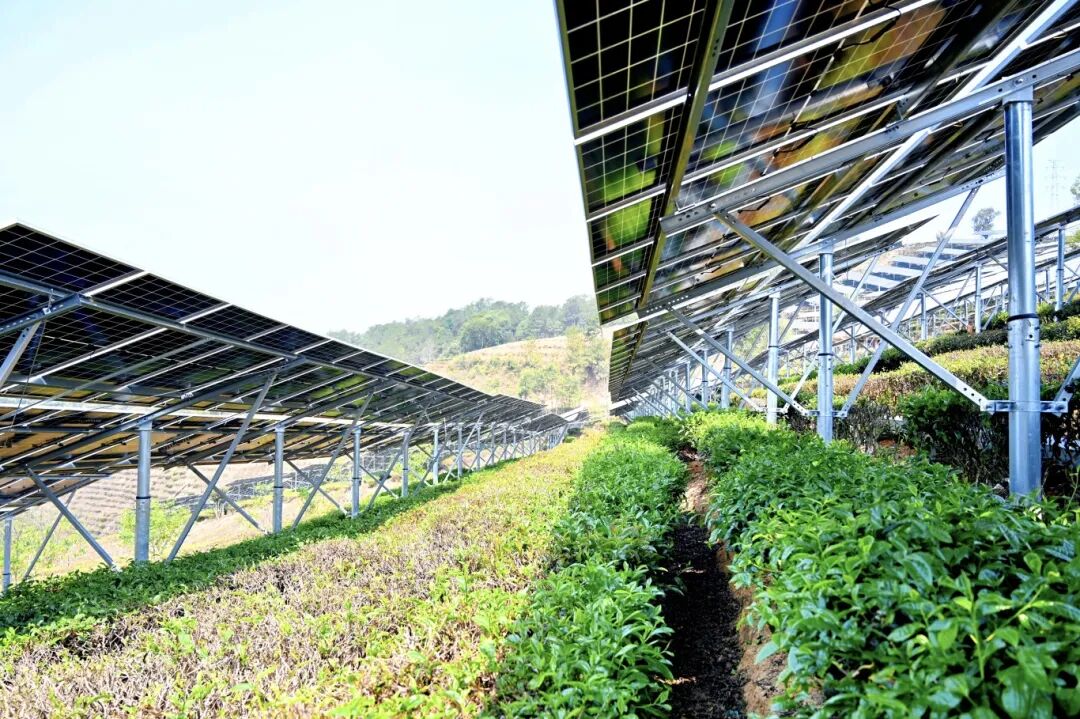 采春茶冰雹+云南墨江龙坝205兆瓦茶光互补电站+拍摄：满俊杰 (1).JPG