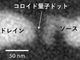 単一コロイド量子ドットで単一スピン状態を制御、東北工業大ら