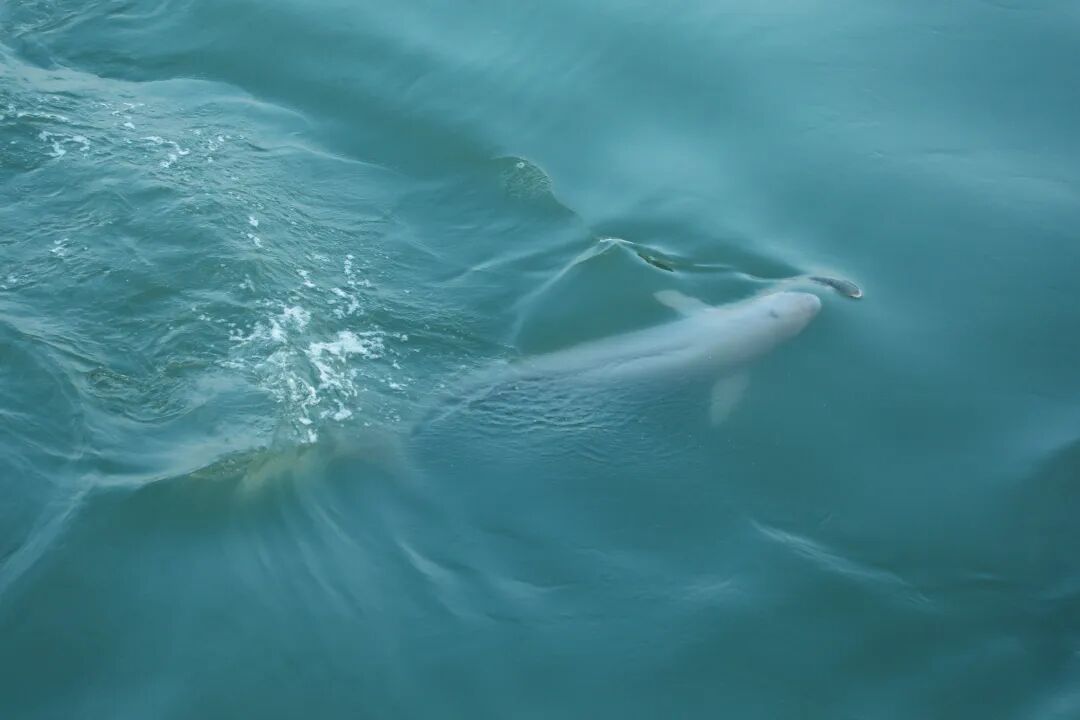 3月19日海龙湾拍摄：徐家鹏.JPG