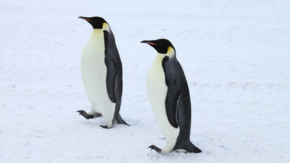 Penguins