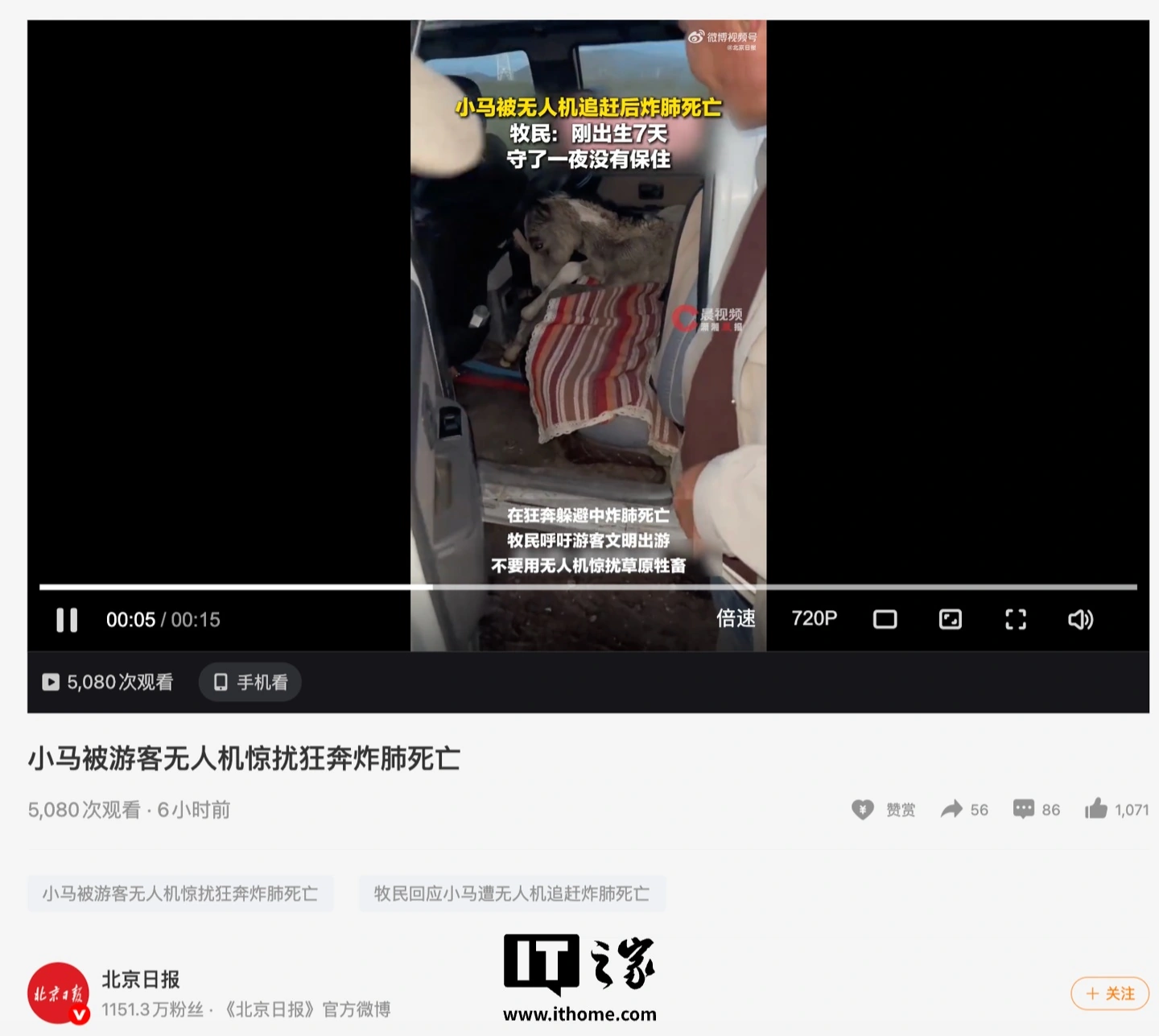 新疆牧民呼吁游客文明放飞无人机:自家养的小马遭飞行器追赶“炸肺死亡”