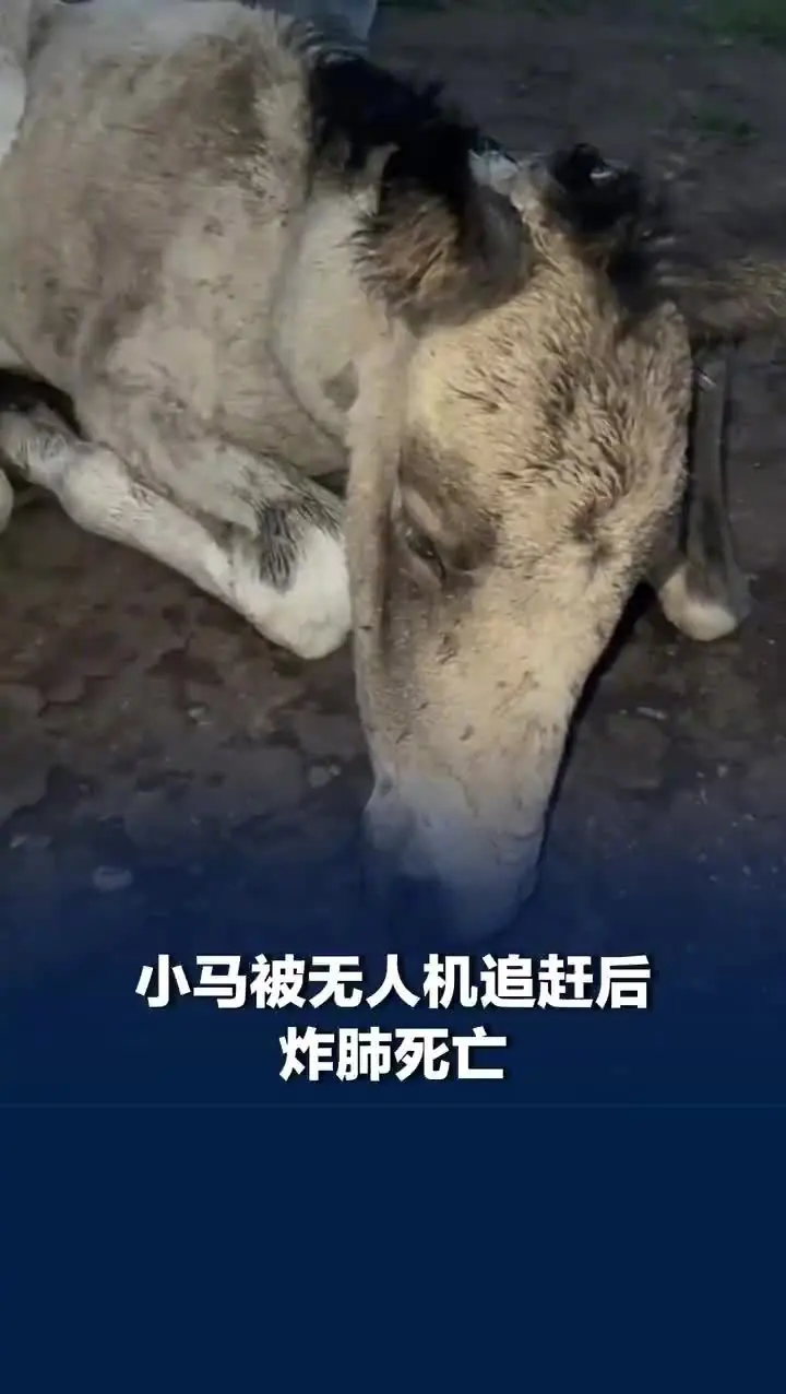 新疆牧民呼吁游客文明放飞无人机:自家养的小马遭飞行器追赶“炸肺死亡”