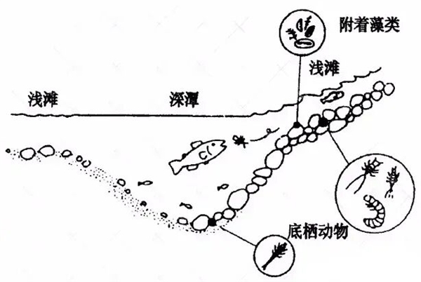 淡水鱼被冲入大海后去哪了、还能活吗?