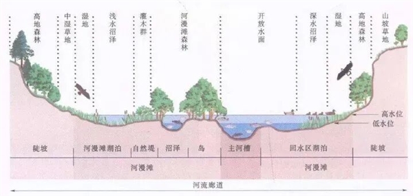 淡水鱼被冲入大海后去哪了、还能活吗?
