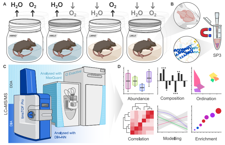 图丨实验与分析工作流程概述（来源：Journal of Proteome Research）