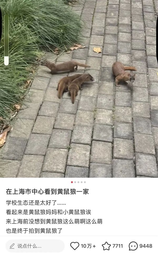  图源：社交平台