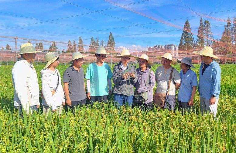 王克剑研究员和成果主要作者在试验田间考察水稻结实情况。受访者供图