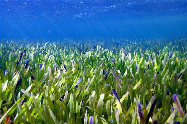 潜伏地下几千年、体重破3万吨!地球上最重生物体是一种蘑菇